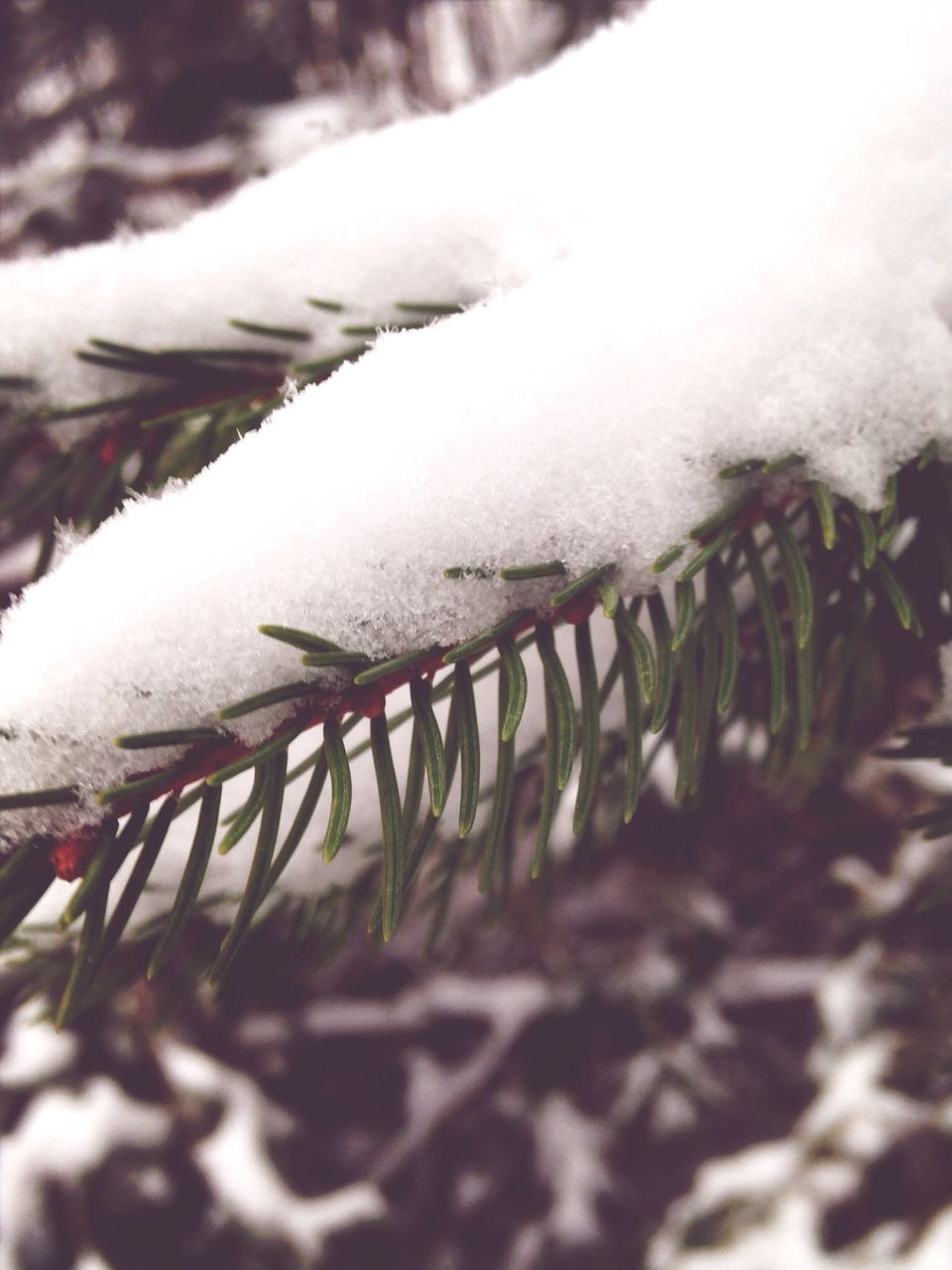 cold temperature, winter, snow, frozen, weather, season, nature, water, close-up, tranquility, covering, ice, day, outdoors, railing, focus on foreground, high angle view, selective focus, beauty in nature, fence