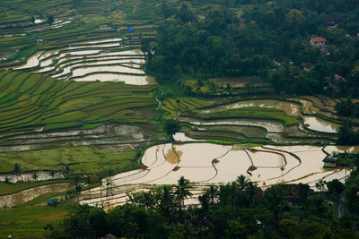 High angle view of agricultural field