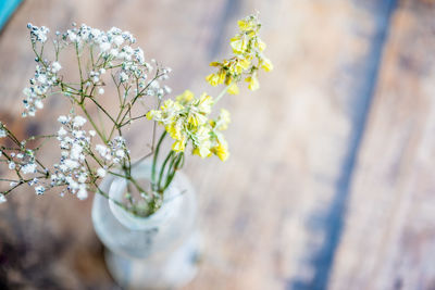 Close-up of white flowers