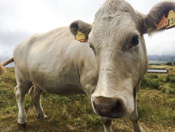Close-up of cow on field against sky