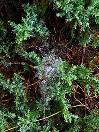 Close-up of moss growing on tree in forest