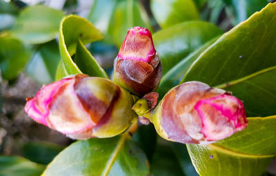 Close-up of pink flowers