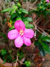 Close-up of pink flower blooming outdoors