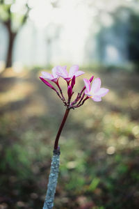 Close-up of pink flower