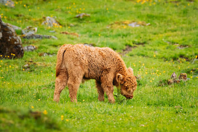 Sheep grazing on field