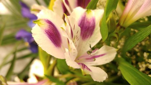 Close-up of flower blooming outdoors
