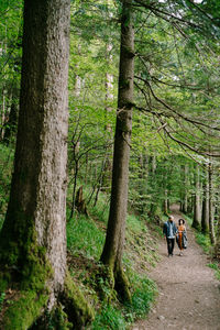 Rear view of people walking in forest