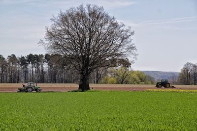 Bare trees on grassy field