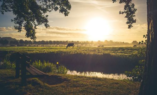 Scenic view of agricultural field against sky during sunset