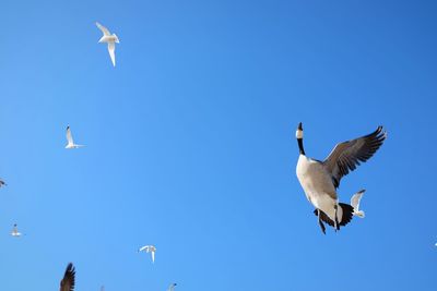 Low angle view of birds flying against clear blue sky