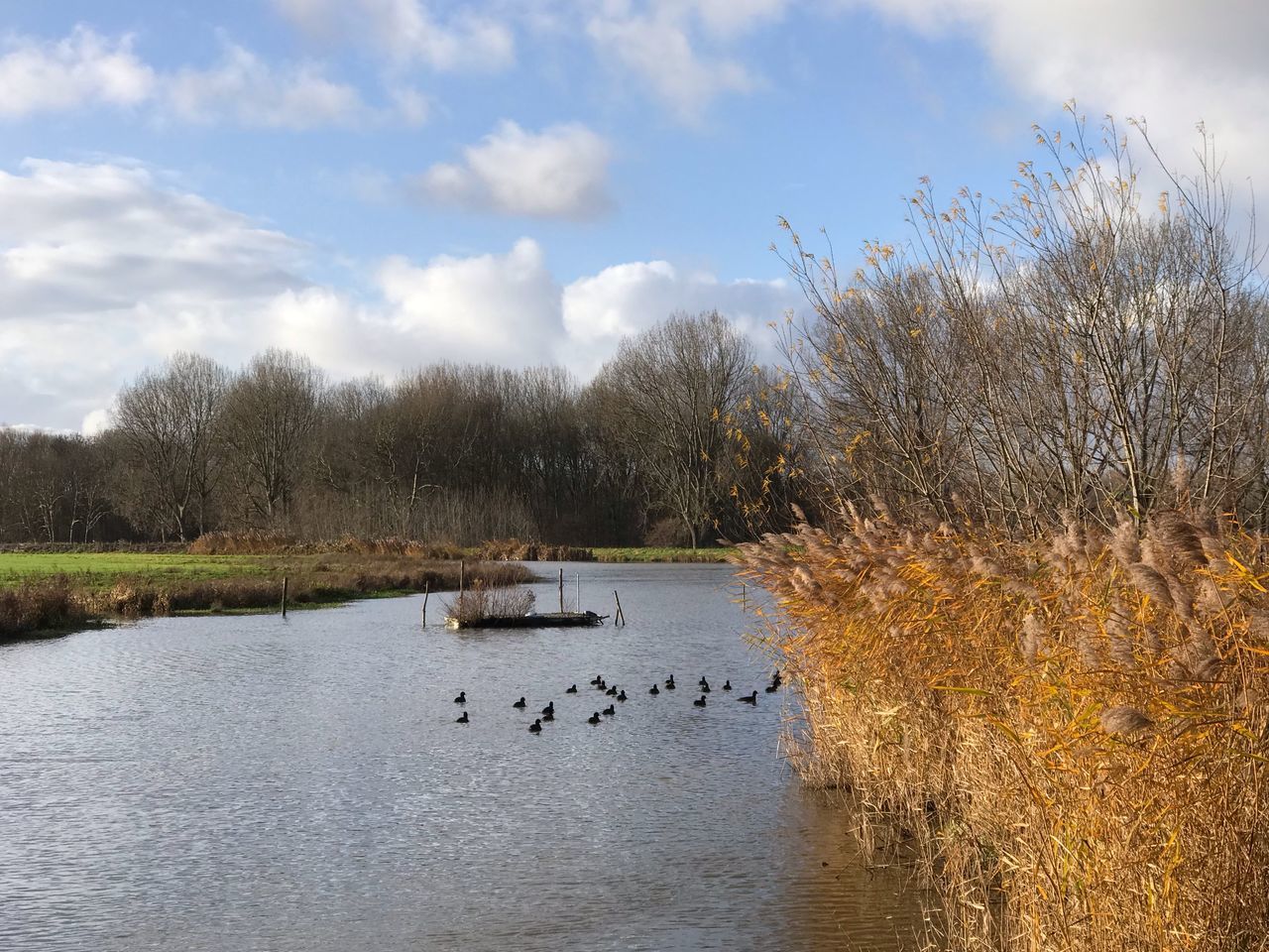 water, tree, sky, plant, bird, lake, cloud - sky, group of animals, vertebrate, animals in the wild, animal wildlife, animal, nature, animal themes, beauty in nature, day, scenics - nature, tranquility, tranquil scene, no people, outdoors, duck, flock of birds