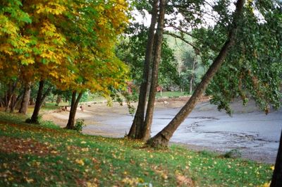 Trees in park