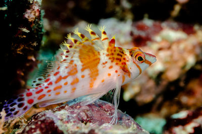 Close-up of fish swimming in sea