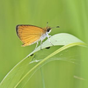 Butterfly on leaf