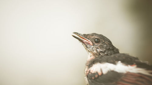 Close-up of bird perching on railing