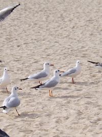 Seagulls on beach