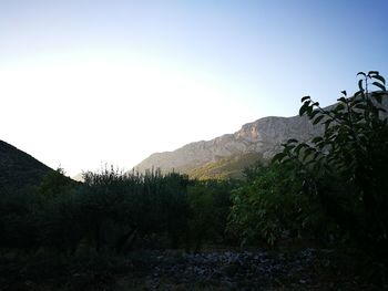 Trees growing on field by mountain against clear sky