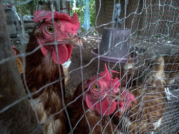 Close-up of rooster on fence