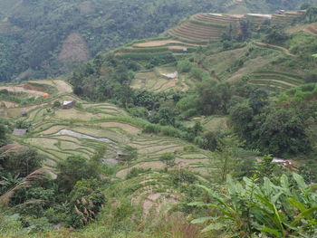 High angle view of agricultural field