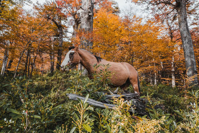 Horse in a forest autmun