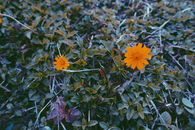 Close-up of orange flowering plant