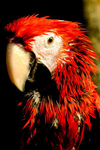 Close-up of a parrot