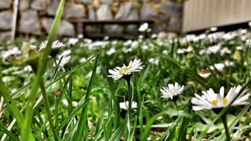 Close-up of flowers blooming outdoors