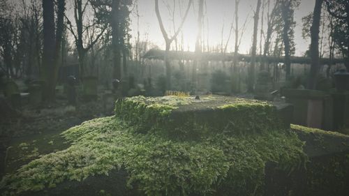 View of trees in forest