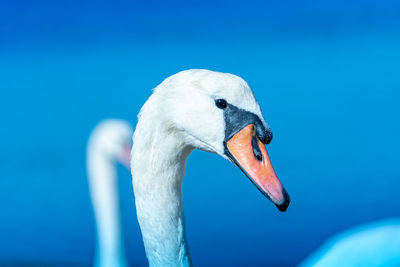Close-up of swan