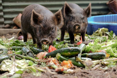 Portrait of pigs eating food on field