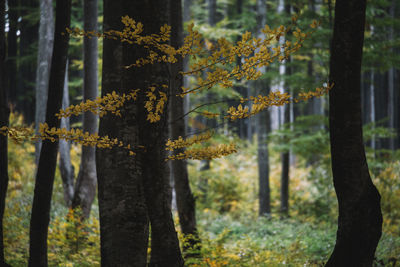 Close-up of tree trunk in forest