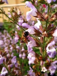 Close-up of bee on purple flowers