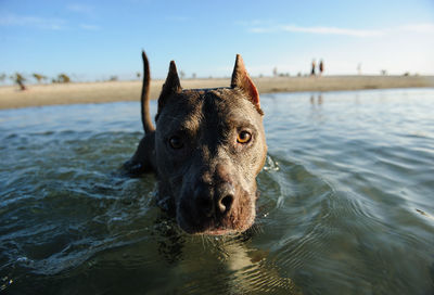Close-up portrait of dog in water against sky