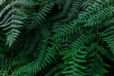 Full frame shot of palm tree leaves