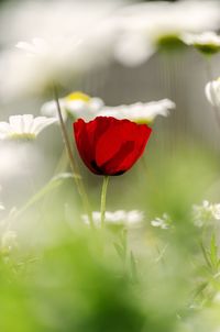 Close-up of red poppy flower