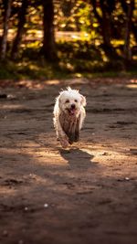 Dog running on beach