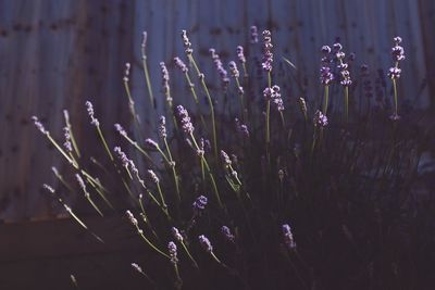 Close-up of purple flowering plants on field