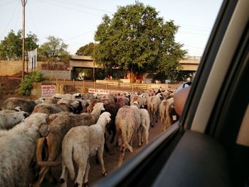 Panoramic shot of sheep on tree against sky