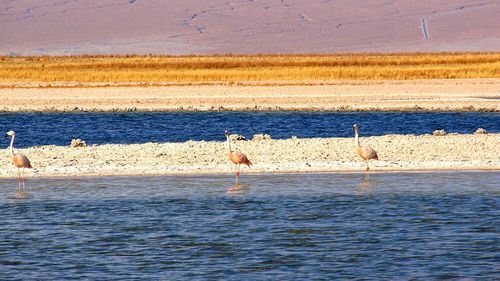 Birds in lake