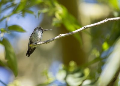 Close-up of bird perching on branch