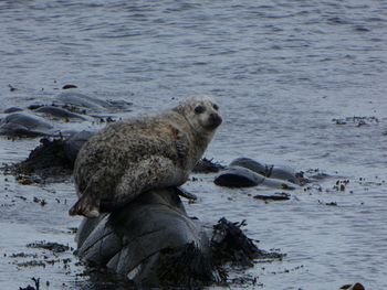 Sheep on rock in sea