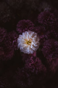 High angle view of pink flowering plant