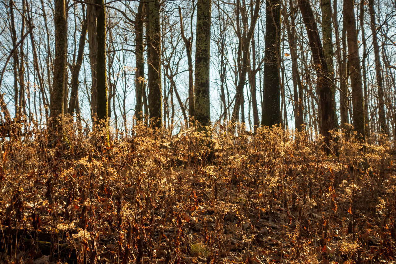 TREES GROWING IN FOREST