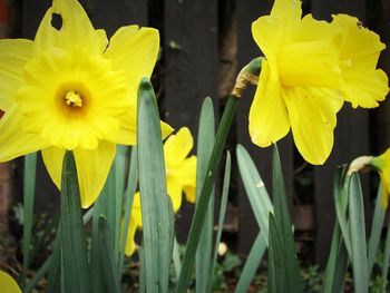 Close-up of yellow flower