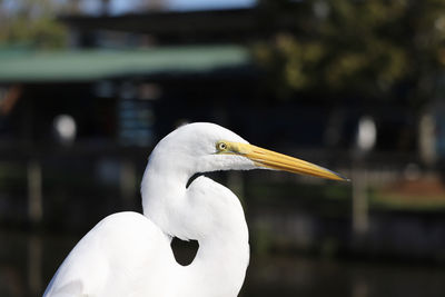 Closeup portrait of white egret with orange beak