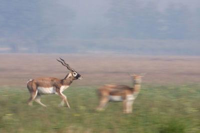 Deer running on a field