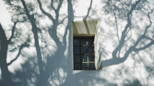 Shadow of branches on white wall