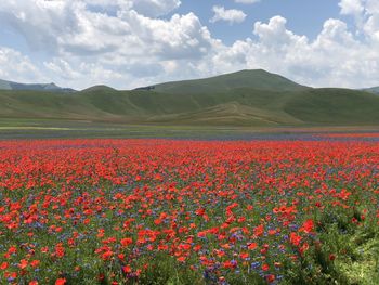 Scenic view of flowering plants on field against sky