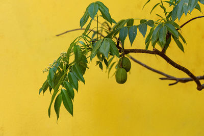 Close-up of plant against orange sky