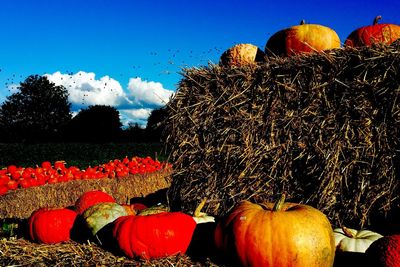 View of pumpkins on field against sky